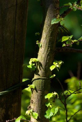 Ulmus x elegantisima 'Jacqueline hillier' - jilm jemný - kmínek